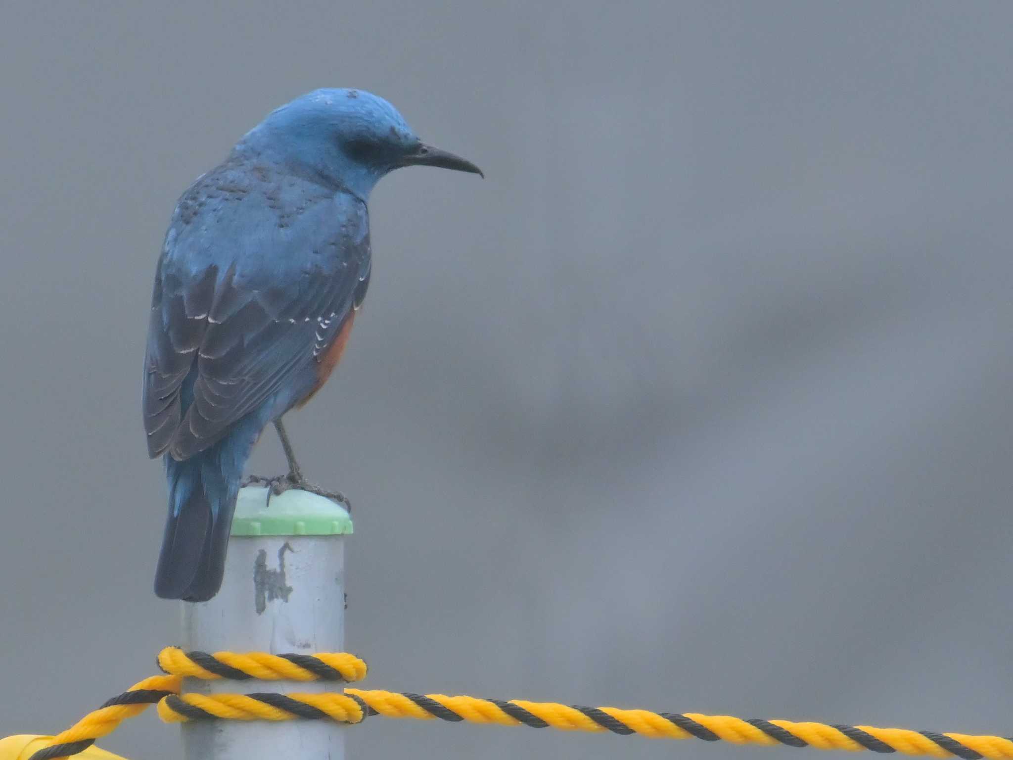 Blue Rock Thrush