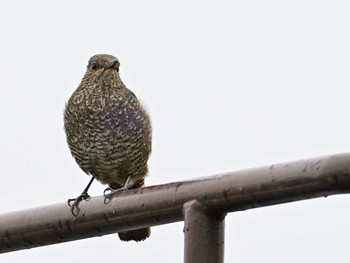 Blue Rock Thrush 平城宮跡 Sun, 4/21/2024