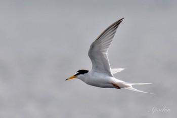 Little Tern Sambanze Tideland Sat, 4/13/2024