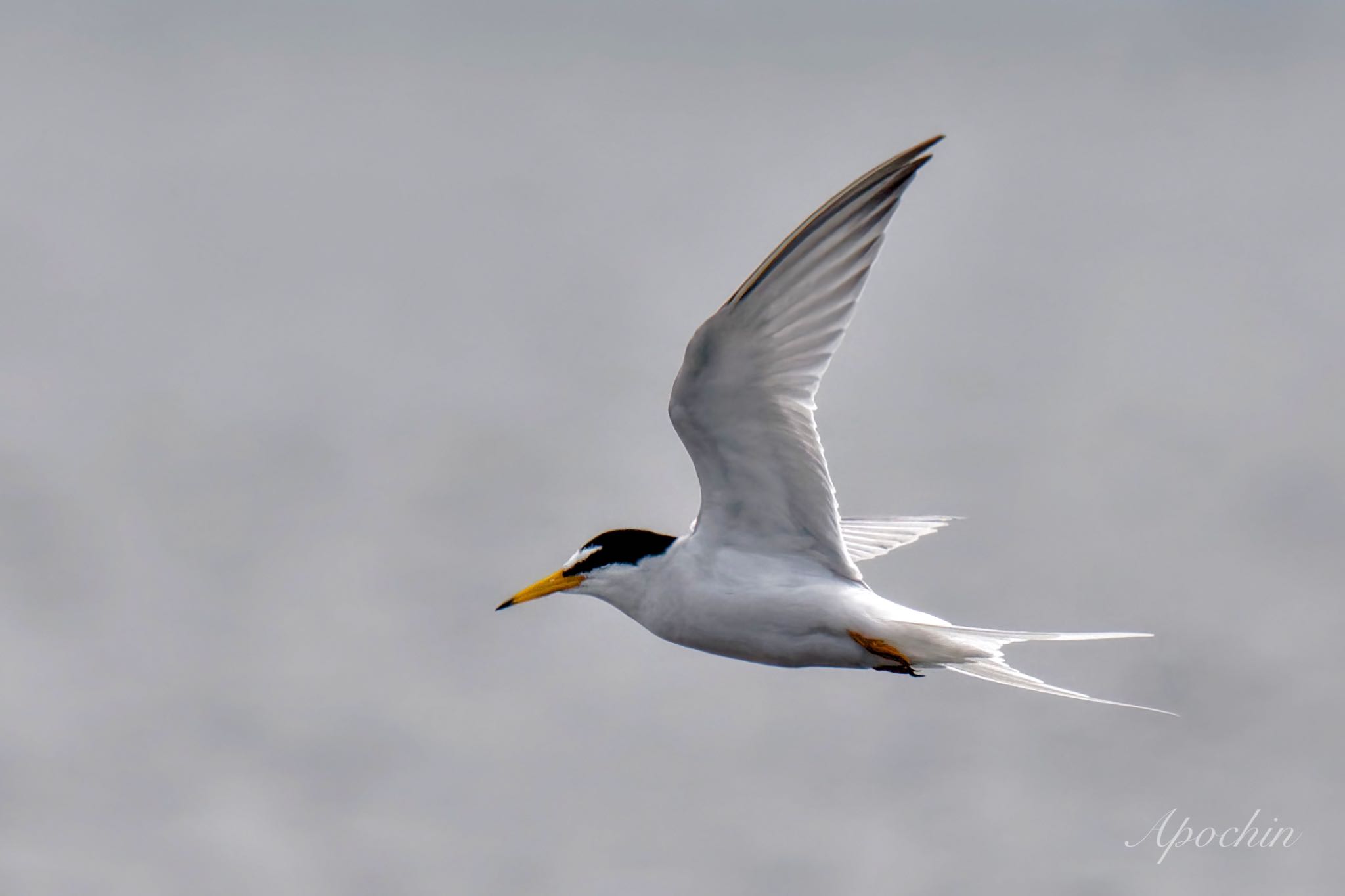 Little Tern