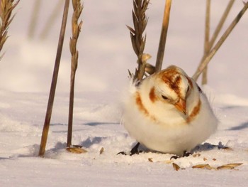 Snow Bunting 鵡川河口 Sun, 1/28/2024