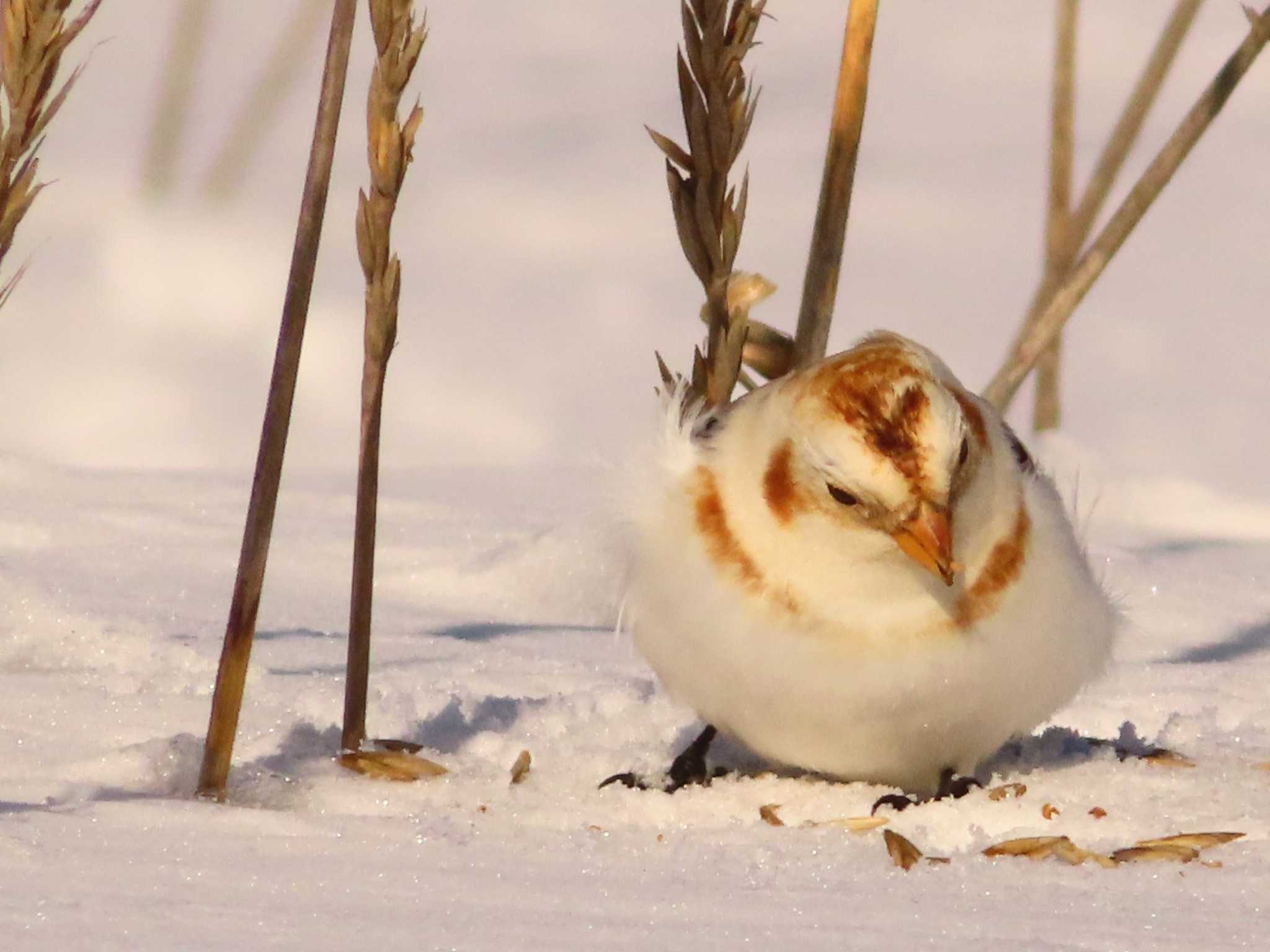 Photo of Snow Bunting at 鵡川河口 by ゆ