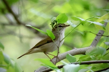 Sakhalin Leaf Warbler Akigase Park Sat, 4/20/2024