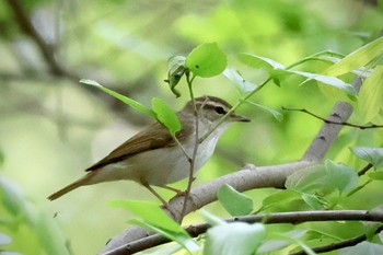 Sakhalin Leaf Warbler Akigase Park Sat, 4/20/2024