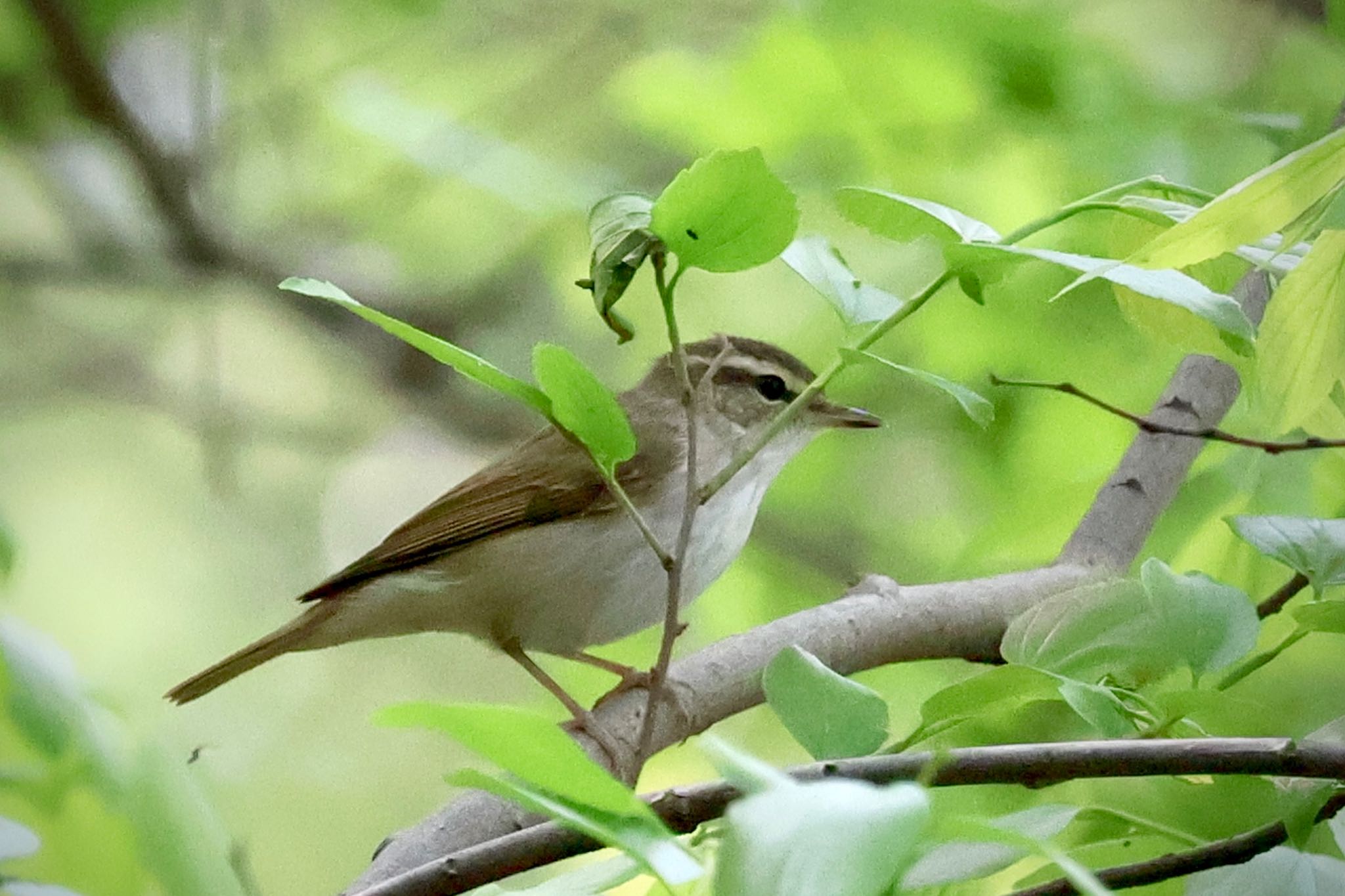 Sakhalin Leaf Warbler