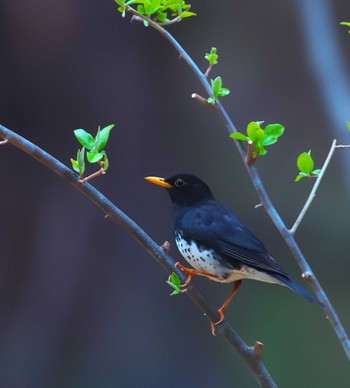 Japanese Thrush 長野県 Sat, 4/20/2024