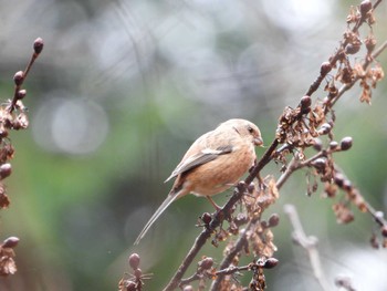 Siberian Long-tailed Rosefinch Hayatogawa Forest Road Sun, 2/18/2024