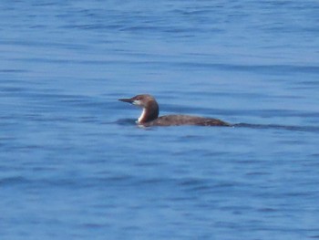 Pacific Loon 角島(山口県) Sat, 4/13/2024