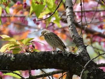 Olive-backed Pipit 秩父 Sat, 4/20/2024