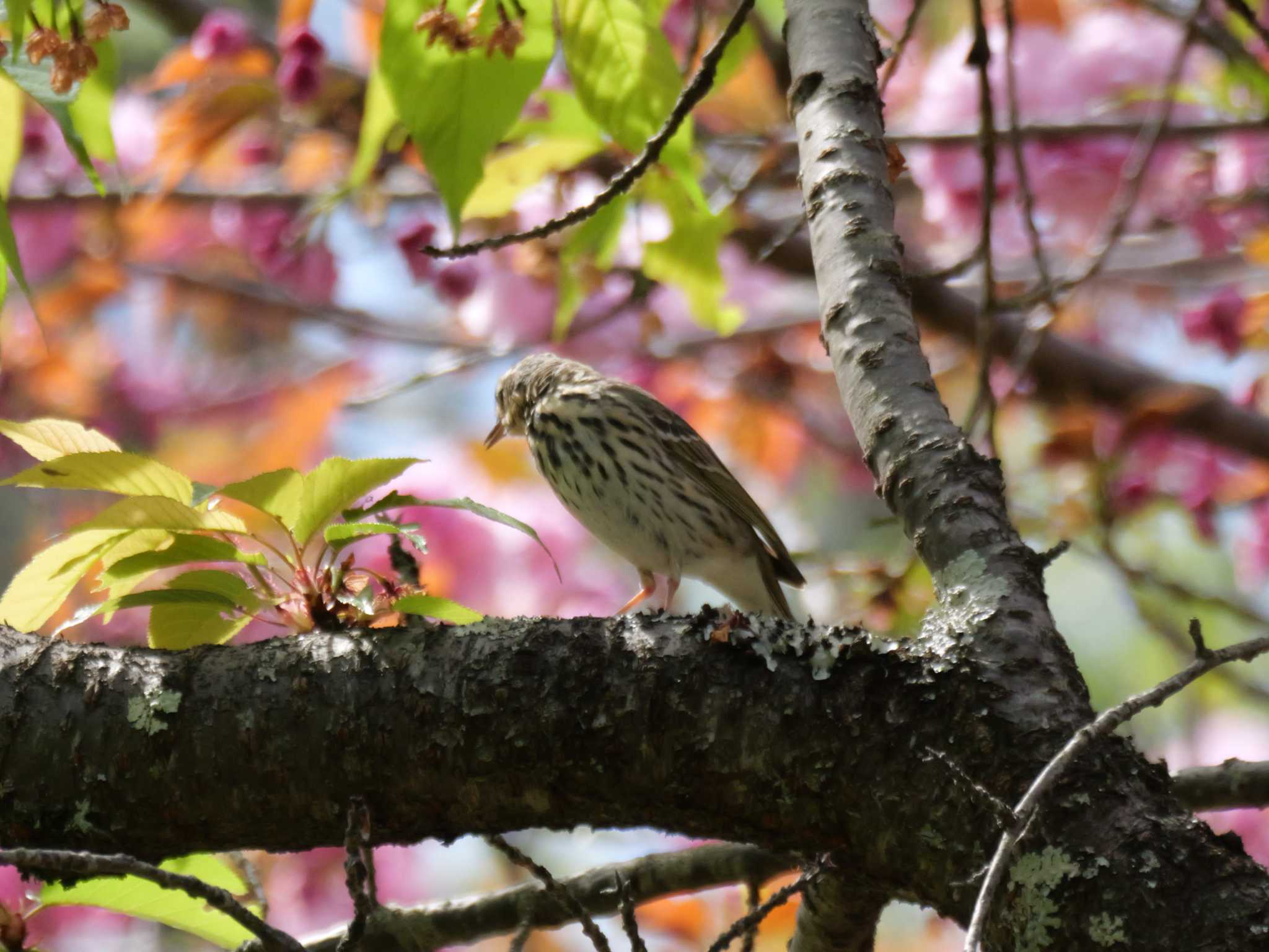 何かボソッと言った・・。 by little birds