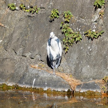 Grey Heron Imperial Palace Sun, 12/30/2018