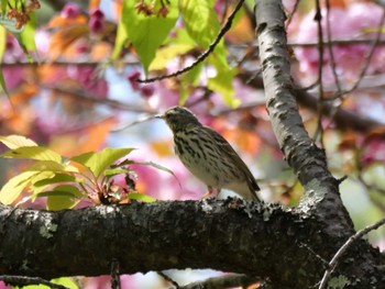 Olive-backed Pipit 秩父 Sat, 4/20/2024