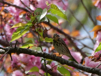 Olive-backed Pipit 秩父 Sat, 4/20/2024