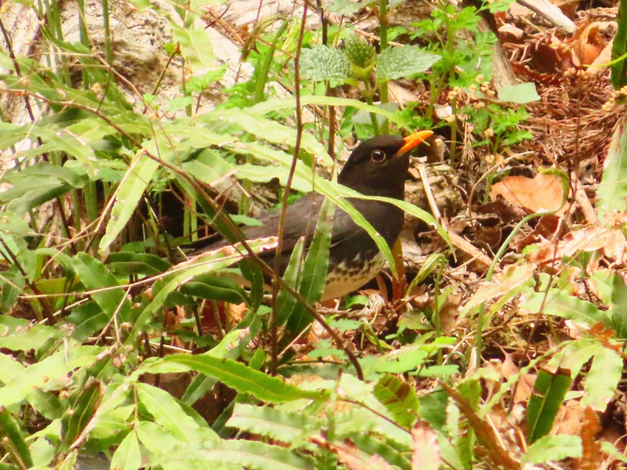 Japanese Thrush