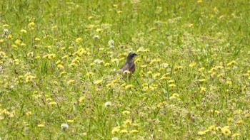 ツグミ 奈良県 2024年4月19日(金)