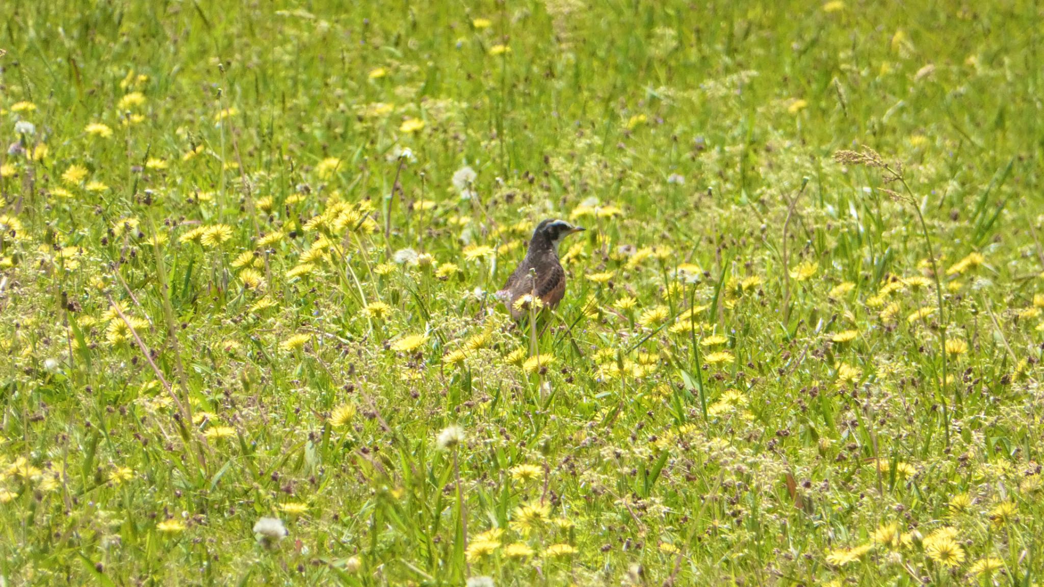 Dusky Thrush