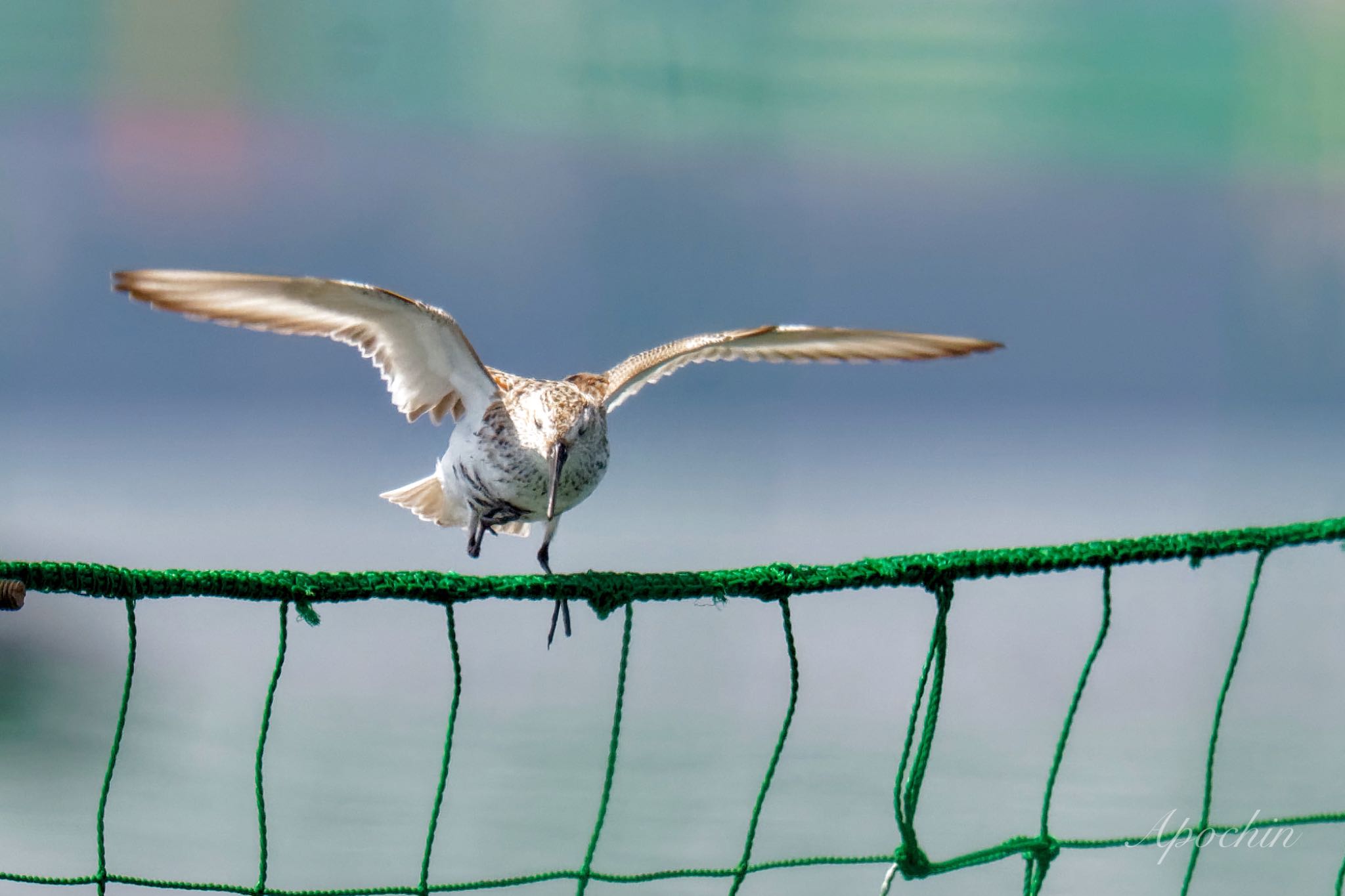 Photo of Dunlin at Sambanze Tideland by アポちん