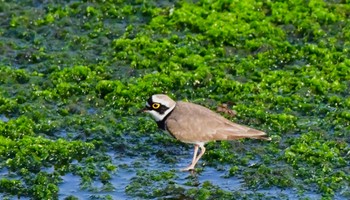 Little Ringed Plover 御前崎海岸 Sat, 4/13/2024