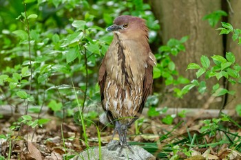 Japanese Night Heron Ukima Park Sat, 4/20/2024