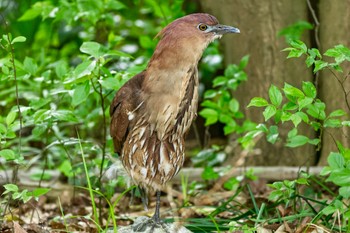 Japanese Night Heron Ukima Park Sat, 4/20/2024