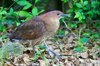 Japanese Night Heron Ukima Park Sat, 4/20/2024