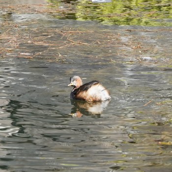 Little Grebe Imperial Palace Sun, 12/30/2018