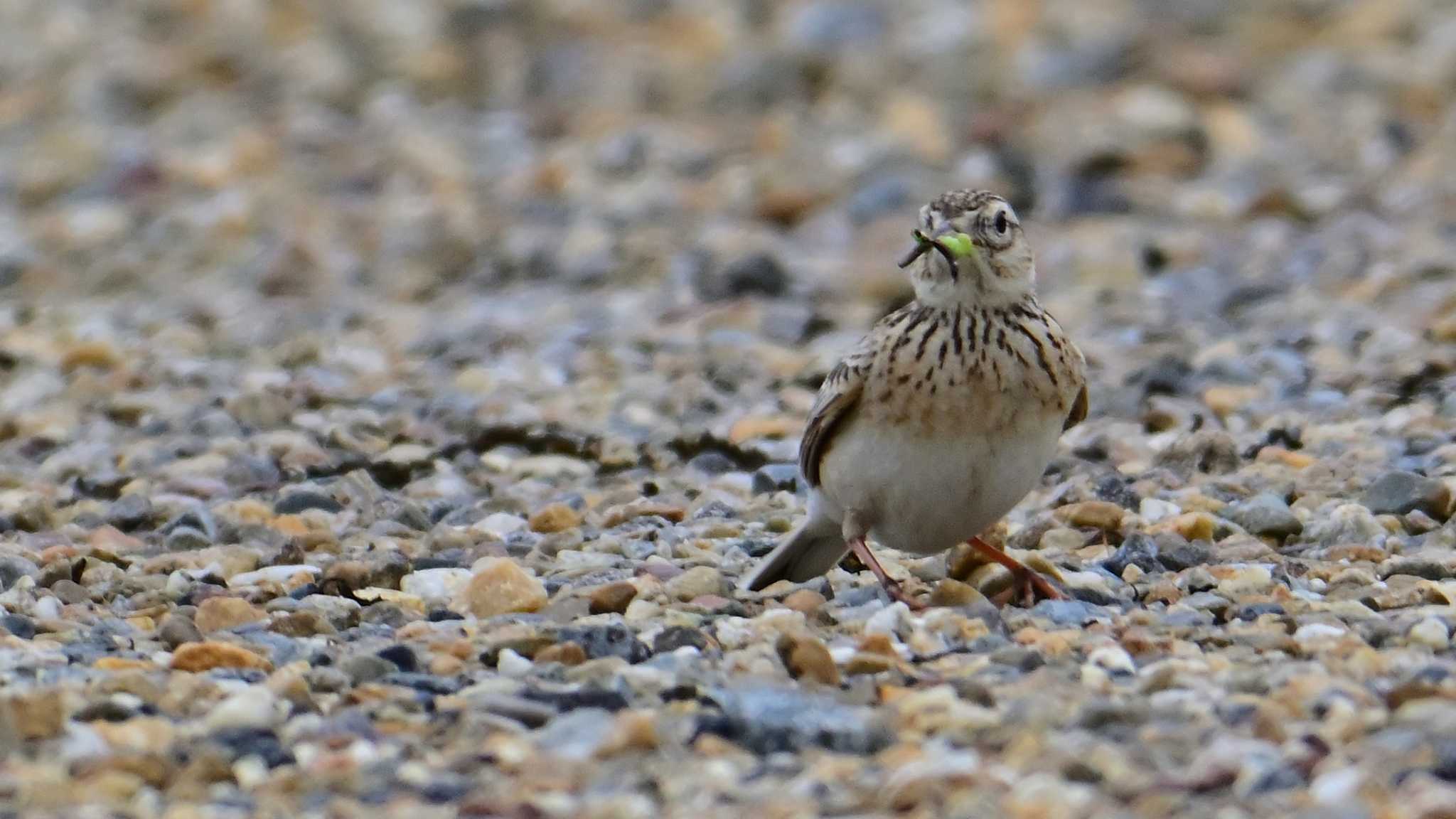 Eurasian Skylark