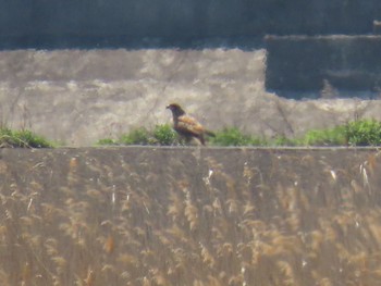 Eastern Marsh Harrier Fujimae Tidal Flat Fri, 4/12/2024