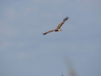 Eastern Marsh Harrier Fujimae Tidal Flat Fri, 4/12/2024