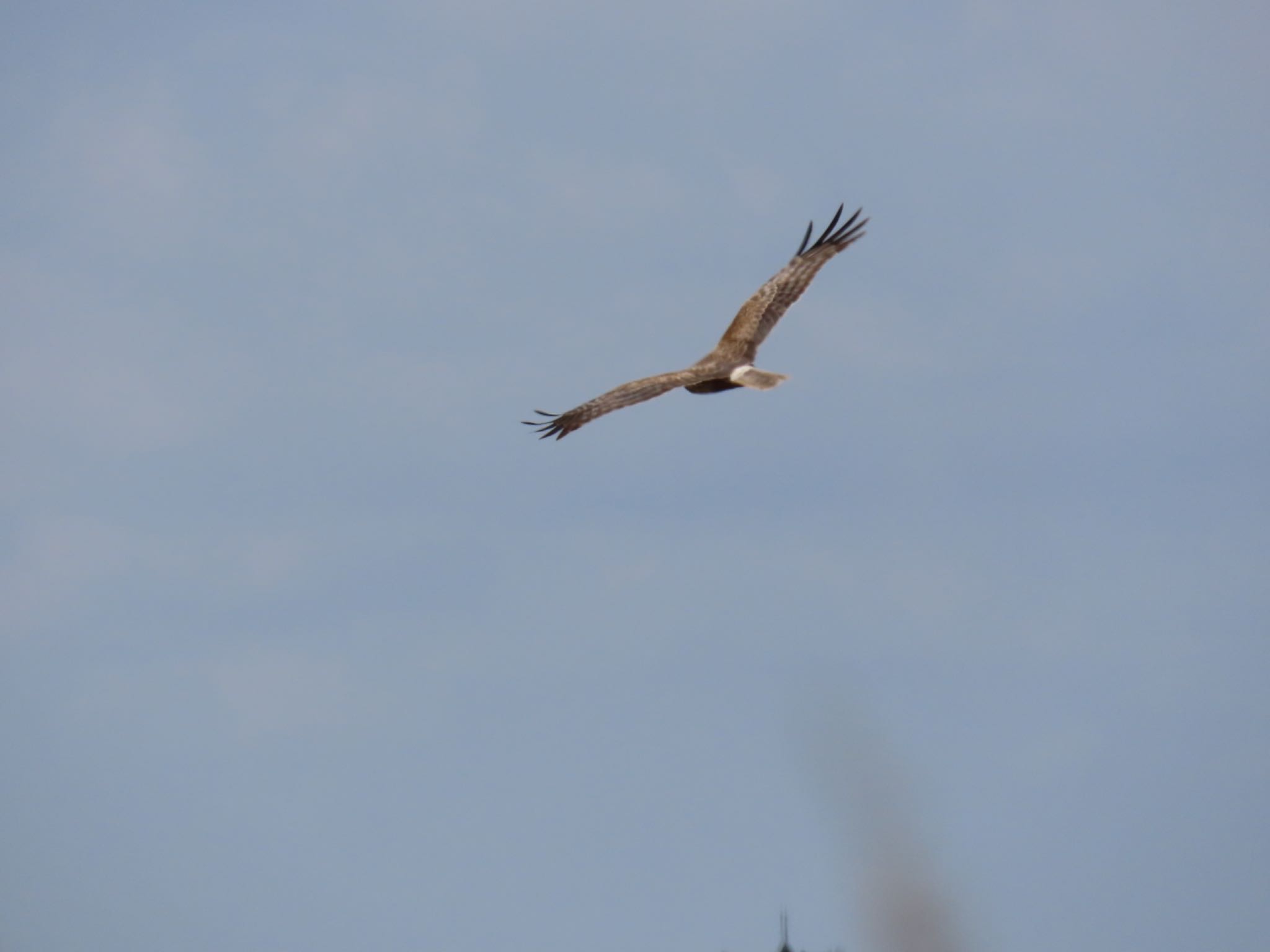 Photo of Eastern Marsh Harrier at Fujimae Tidal Flat by Maki