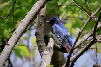 Blue-and-white Flycatcher Akigase Park Sat, 4/20/2024