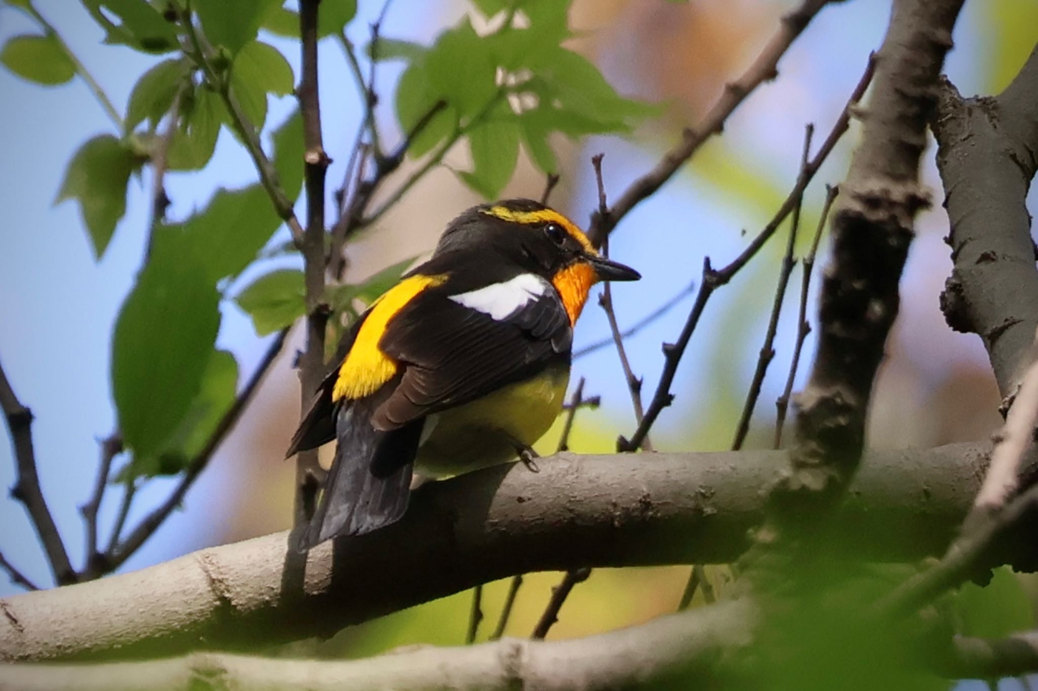 Narcissus Flycatcher