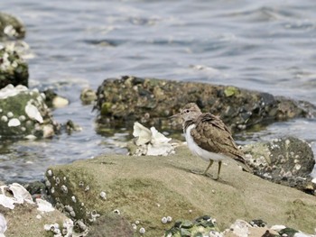 Common Sandpiper Tokyo Port Wild Bird Park Sun, 4/21/2024