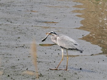 Grey Heron Tokyo Port Wild Bird Park Sun, 4/21/2024