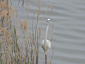 ダイサギ 東京港野鳥公園 2024年4月21日(日)