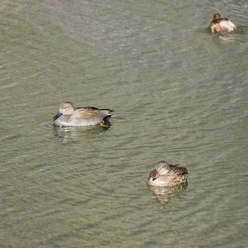 Gadwall Imperial Palace Sun, 12/30/2018