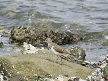 Common Sandpiper Tokyo Port Wild Bird Park Sun, 4/21/2024