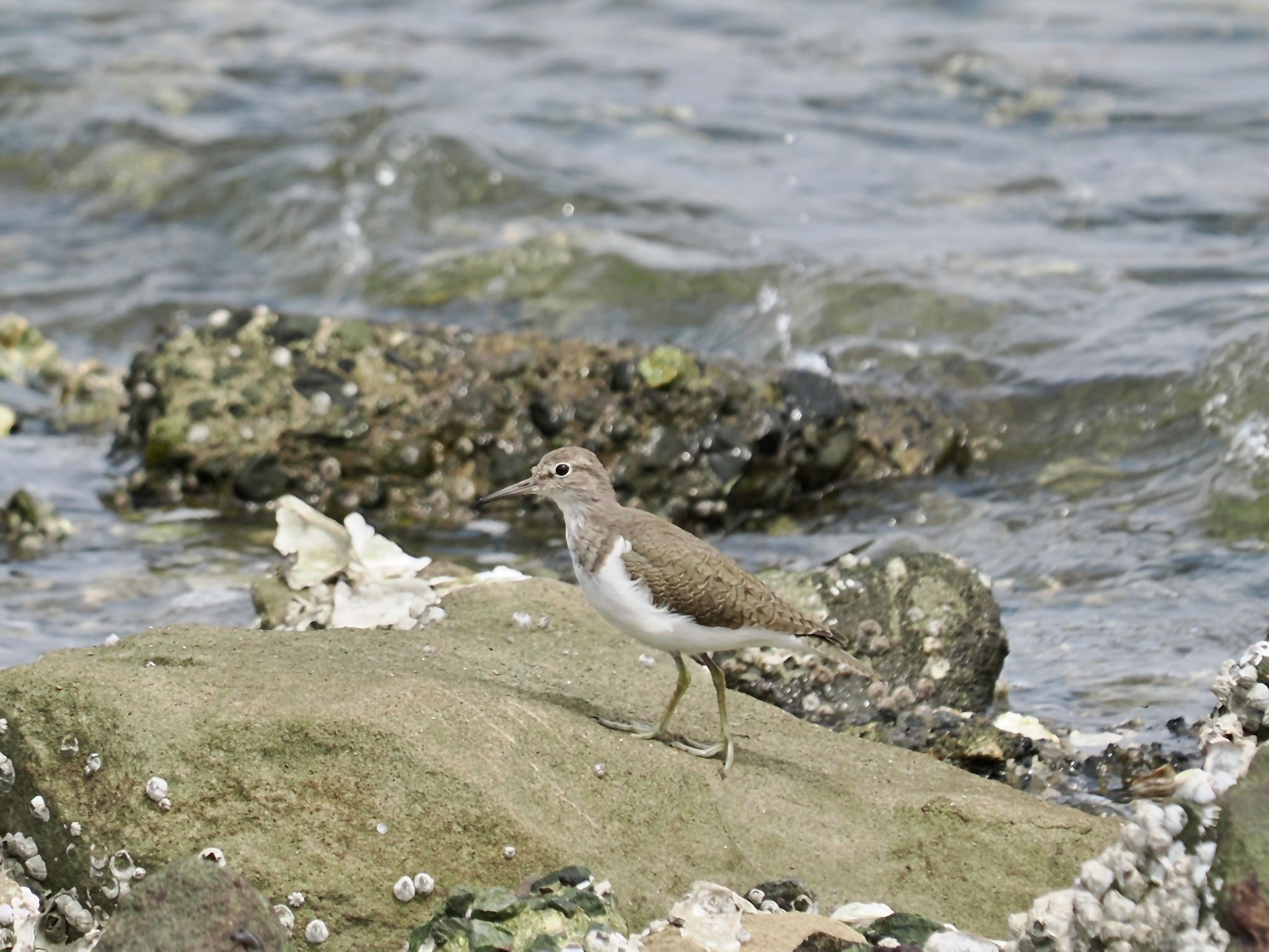 Common Sandpiper