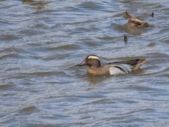 Garganey Izunuma Fri, 4/19/2024