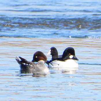 Common Goldeneye Unknown Spots Sun, 3/3/2024