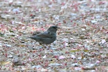 Grey Bunting Akigase Park Fri, 4/19/2024