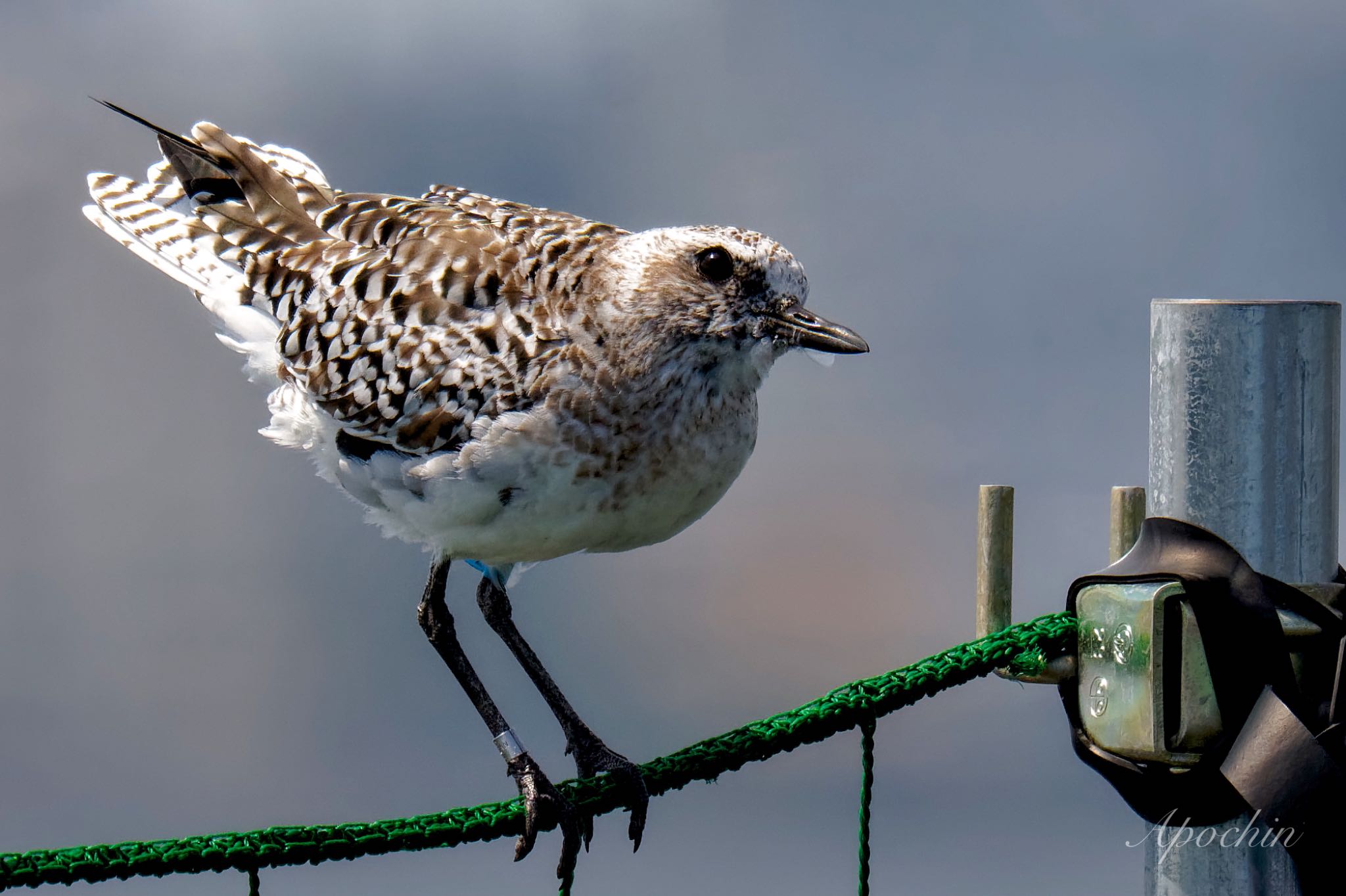 Grey Plover