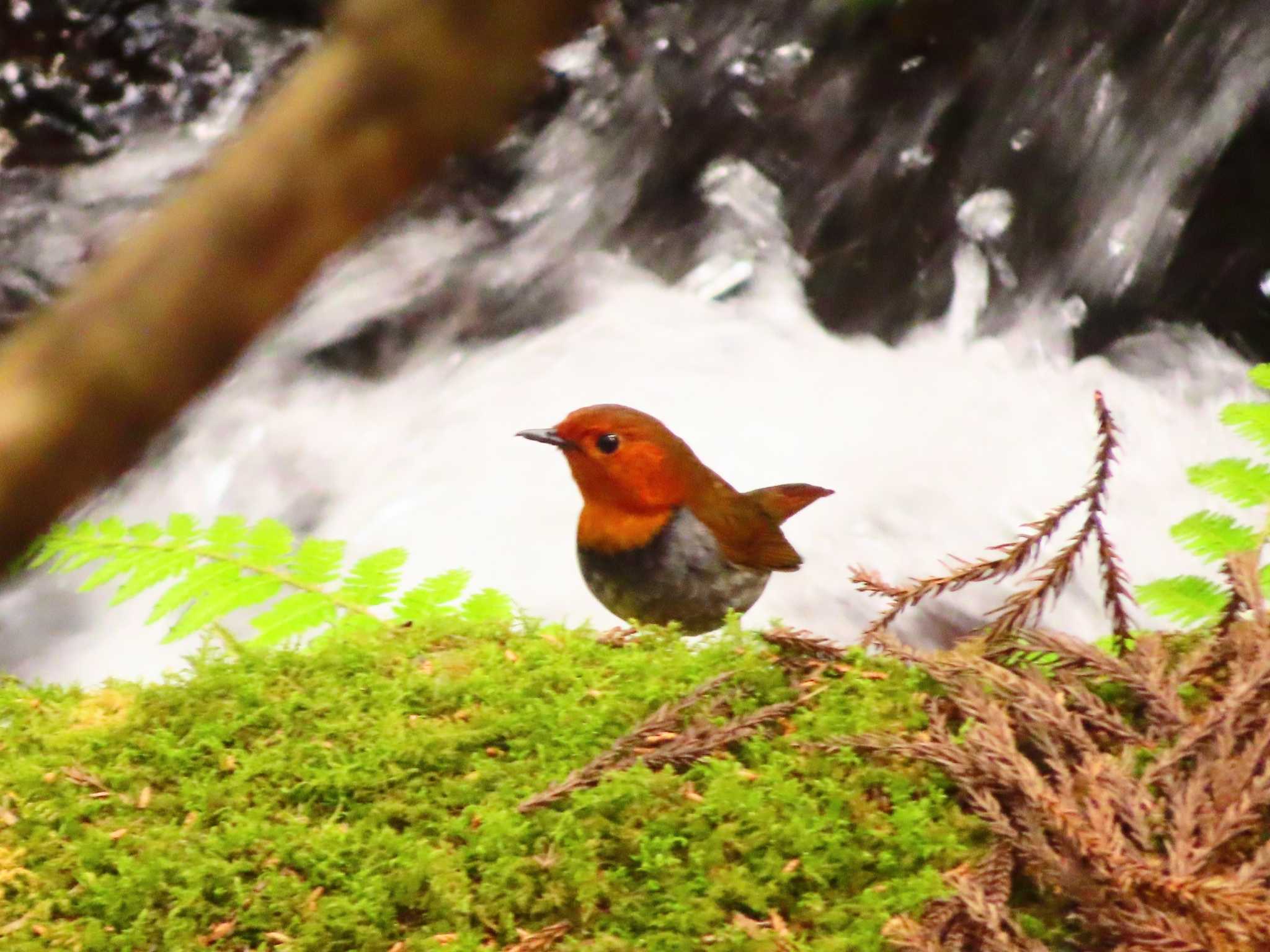 Photo of Japanese Robin at 日向渓谷 by ゆ