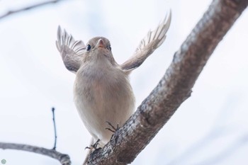 Red-breasted Flycatcher まつぶし緑の丘公園 Sun, 2/18/2024