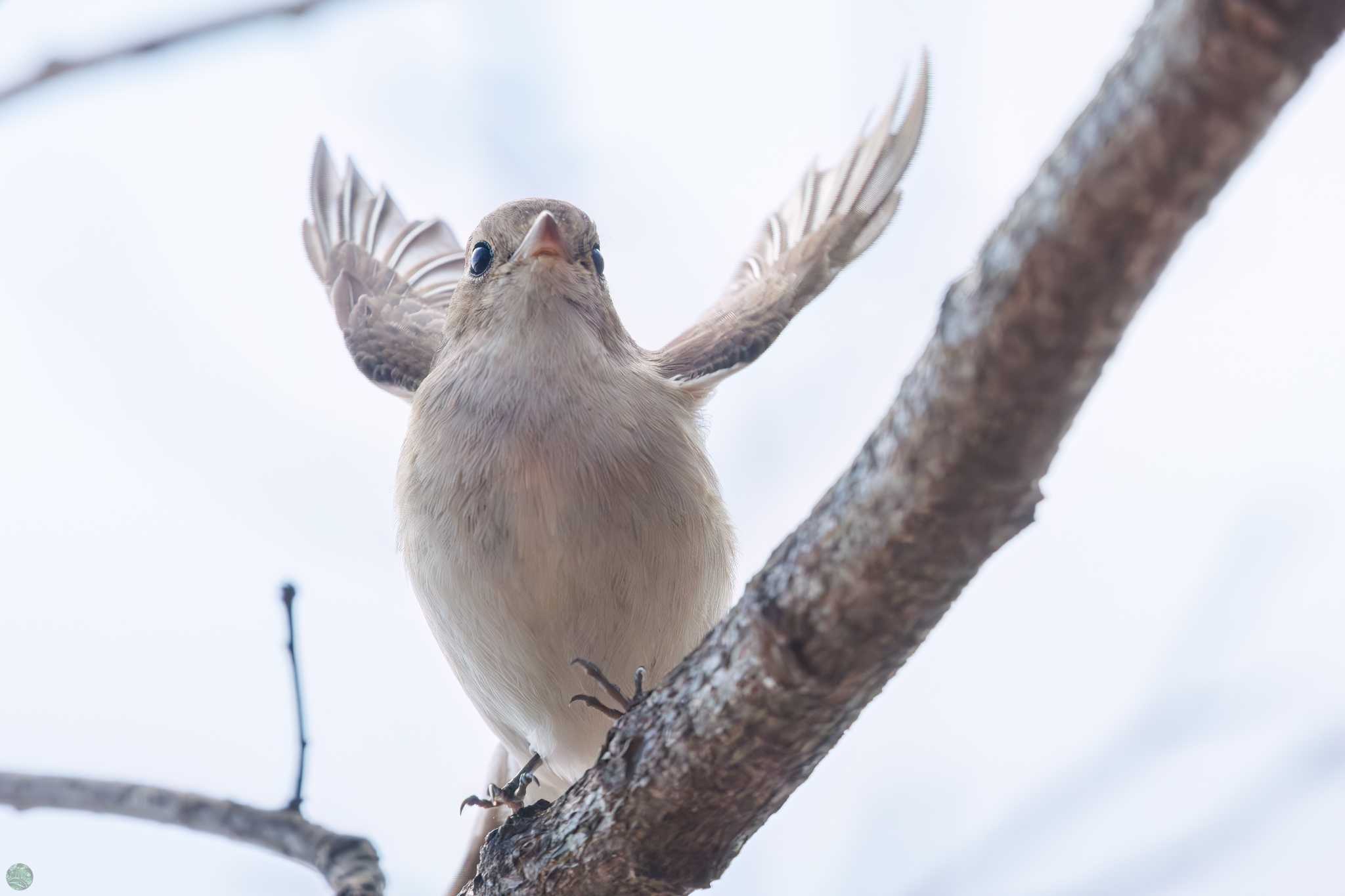 まつぶし緑の丘公園 ニシオジロビタキの写真 by d3_plus