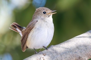 Red-breasted Flycatcher まつぶし緑の丘公園 Sun, 2/18/2024