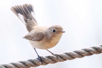 Red-breasted Flycatcher まつぶし緑の丘公園 Sun, 2/18/2024