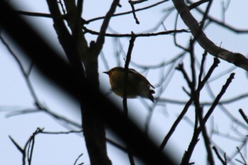 Narcissus Flycatcher 新治市民の森 Tue, 4/23/2024