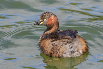 Little Grebe Akashi Park Mon, 3/18/2024