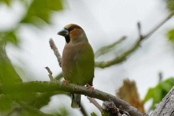 Hawfinch 多摩川 Sun, 4/21/2024